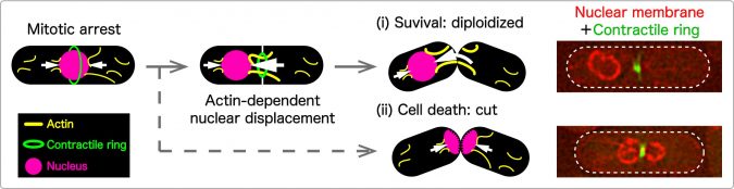 Identify “rescue” mechanism that helps cells survive malfunctioning split 2 hiroshima university research