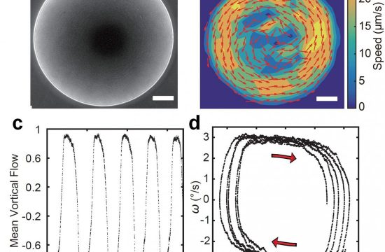 microscopy image of a giant vortex