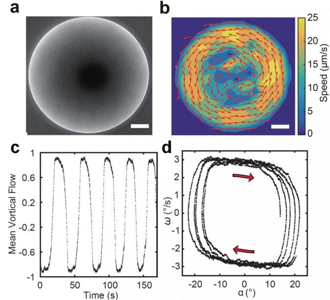 microscopy image of a giant vortex