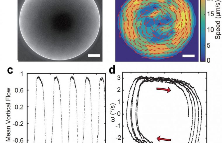 microscopy image of a giant vortex