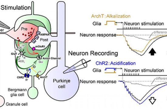 research matsui signal coupling neuron glia pic for press