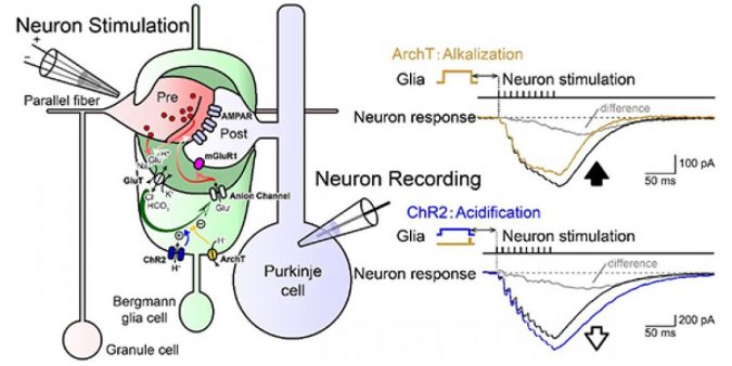 research matsui signal coupling neuron glia pic for press