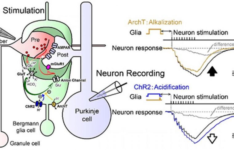 research matsui signal coupling neuron glia pic for press