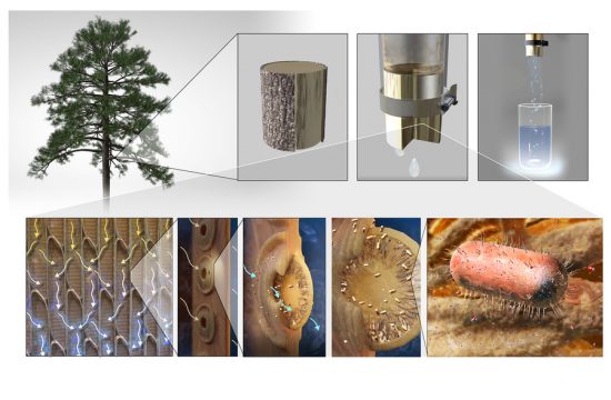 MIT Xylem Filters 01 PRESS