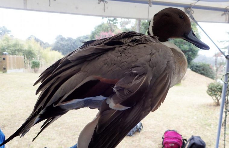 Northern pintail image