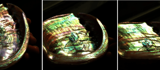 mother of pearl found in red abalone