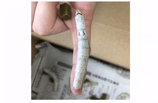 research narita silk pic