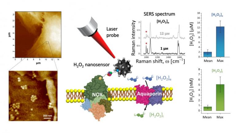 New biosensor that measures H2O2 concentrations near cell membranes