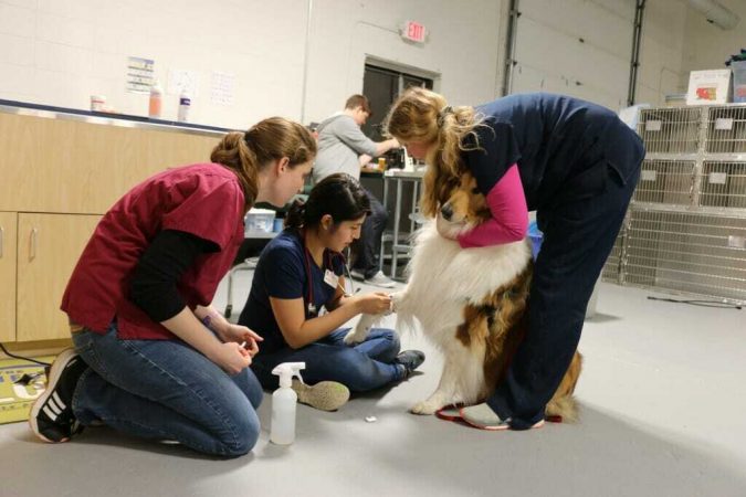 Veterinary clinic for homeless pet owners meets growing demand 2 uw madison news