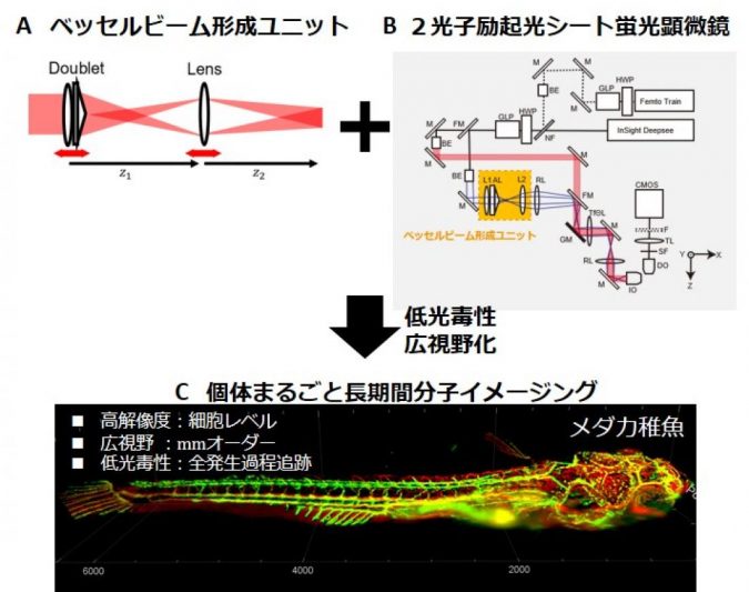 New light-sheet microscopy unit reduced photodamage 3 embryaonic development