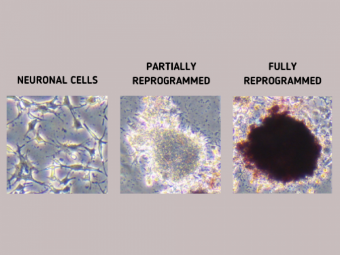 Scanning ‘chemical fingerprints’ to see if ordinary cell’s reprogramming into stem cell is glitch-free 2 Raman spectroscopy track iPS cell reprogramming