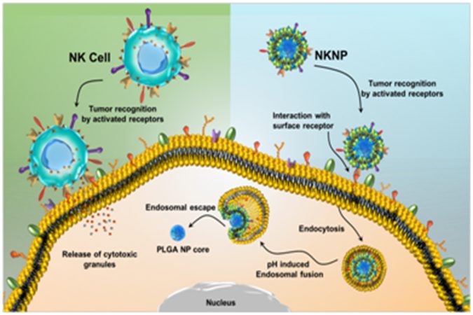 biomimircry