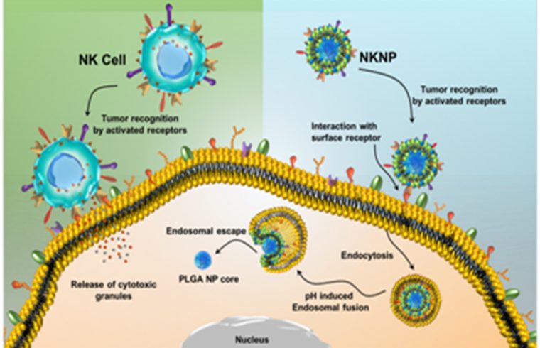 biomimircry