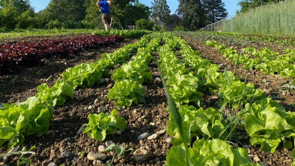 farming without pesticides