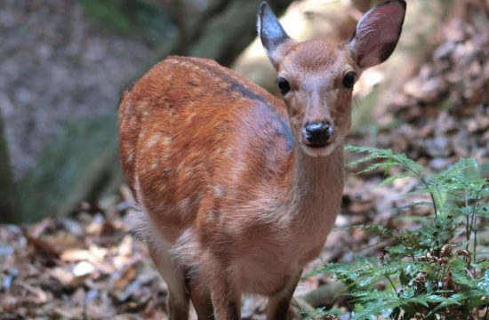yakushika deer