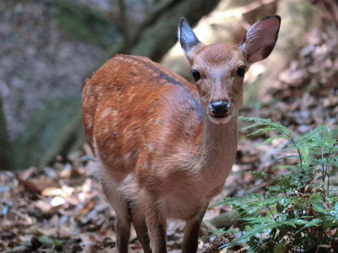 yakushika deer