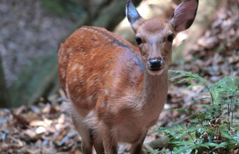 yakushika deer