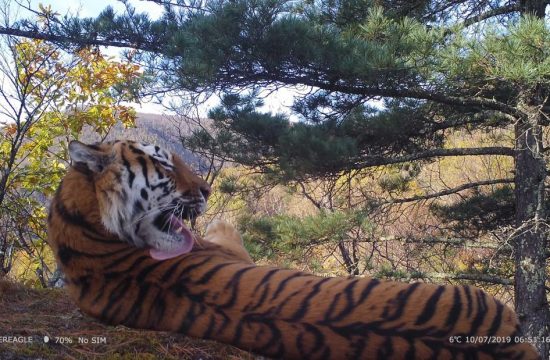 Feline Research Center of National Forestry and Grassland photo