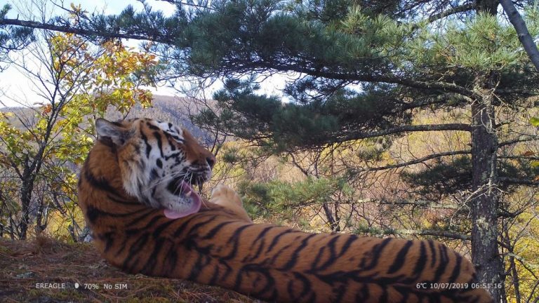 Northeast China is home to 55 Amur Tigers