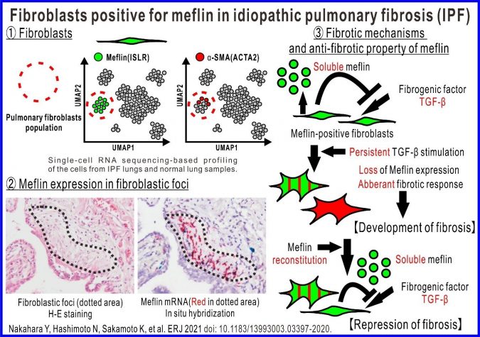 Fibroblasts