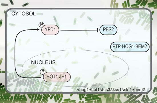 MIT Protein Networks 01 PRESS 0