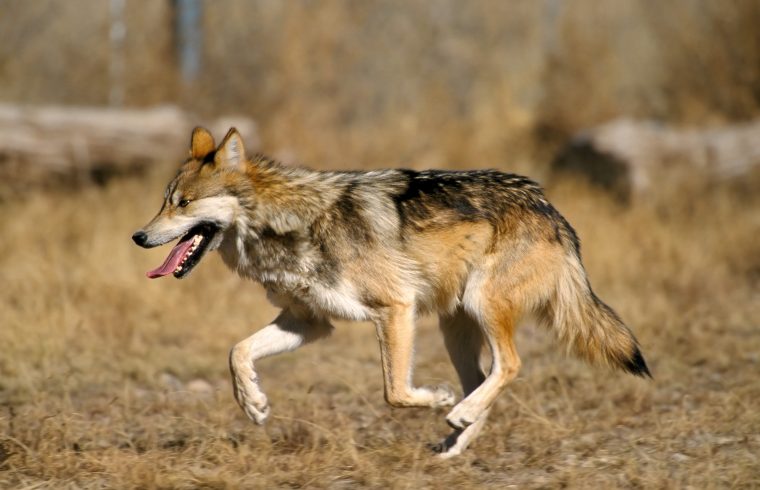 Mexican Wolf