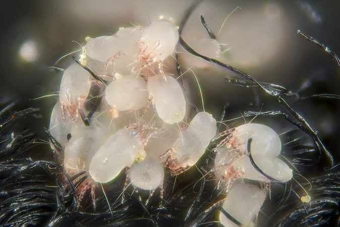 dust mites