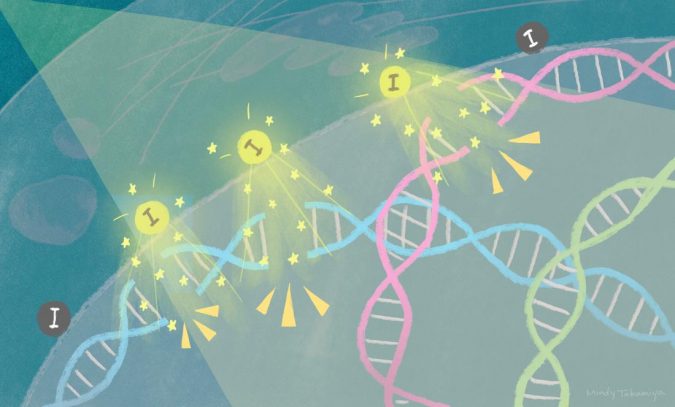 Researchers used novel iodine Nano-particles to destroy cancer cells 2 tamanoi scirep takamiya cancer cells research