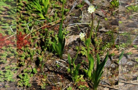 Triantha occidentalis produces flowering stalks with sticky hairs 1