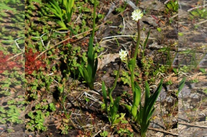 Triantha occidentalis produces flowering stalks with sticky hairs 1