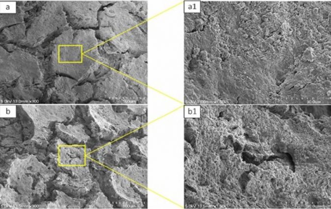 Study: Alginic acid improves artificial bones 2 alginic acid