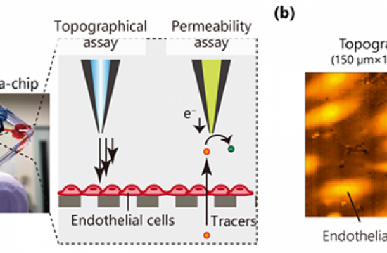 research microphysiological system