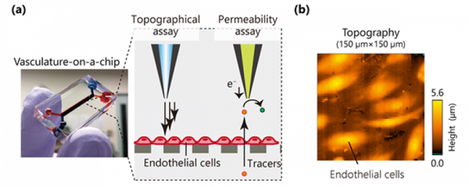 research microphysiological system