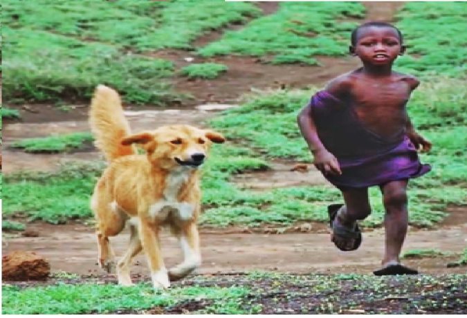Dog vaccination essential for preventing rabies spread to humans and animals 2 Media mammal 1