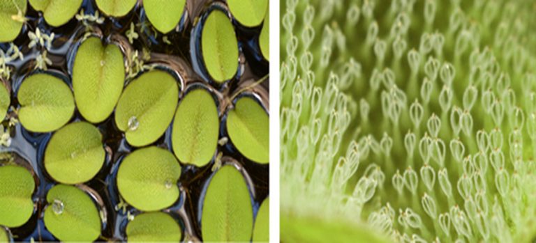 Salvinia secret: how do they maintain an air-mattress ?