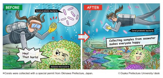 Quick test for a potential probiotic in seawater may reveal the health of corals 2 coral illust eng color 1