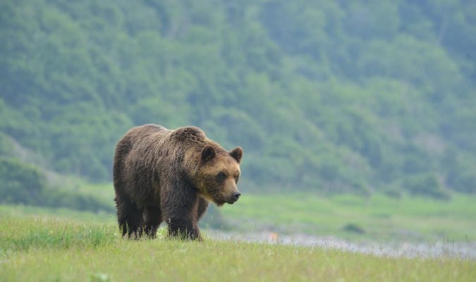 Brown Bear in Rusha Yuri Shirane