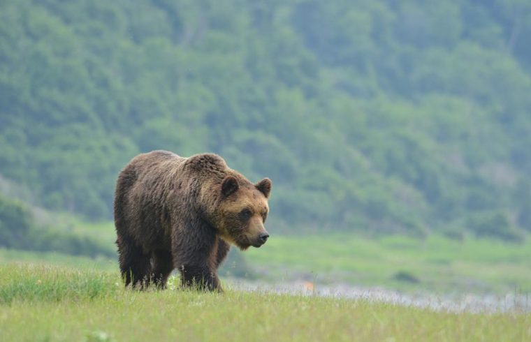 Brown Bear in Rusha Yuri Shirane