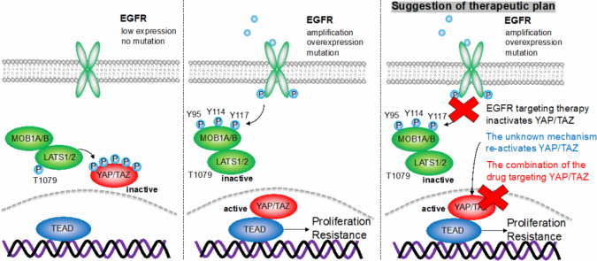 Researchers identify key components of cellular malfunction leading to cancer 2 ando