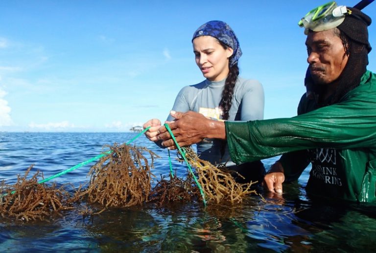 Global Seaweed Industry Must Innovate and Adapt or Risk Its Long-Term Survival