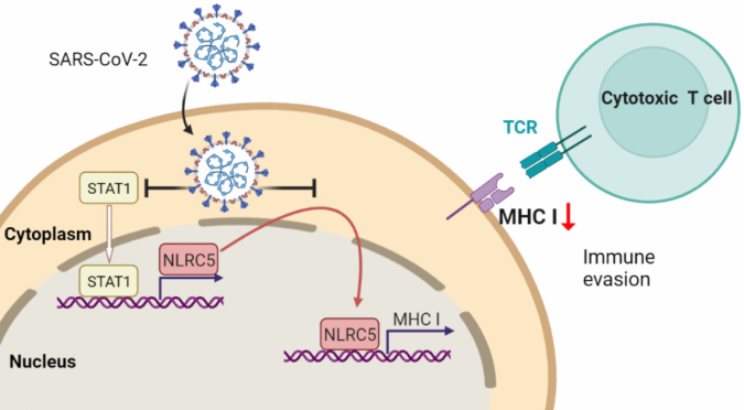How SARS-CoV-2 evades our immune system 3 SARS CoV 2 escapes from immune responses by cytotoxic T cells