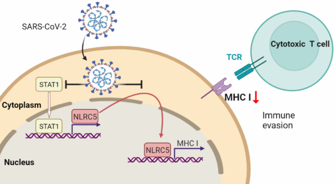 SARS CoV 2 escapes from immune responses by cytotoxic T cells