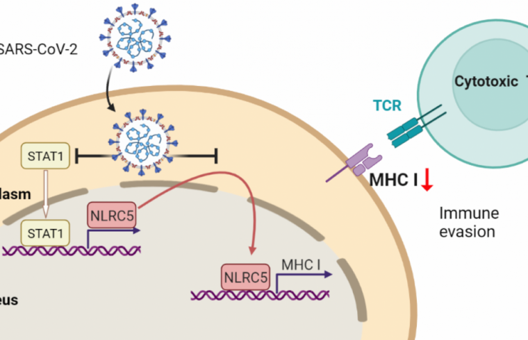 SARS CoV 2 escapes from immune responses by cytotoxic T cells