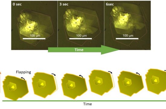 light micrographs
