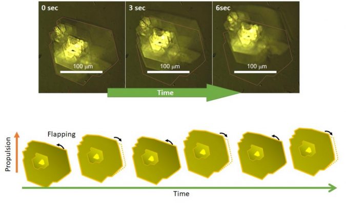 light micrographs