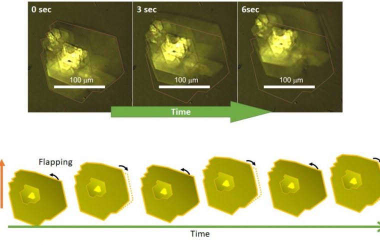 light micrographs