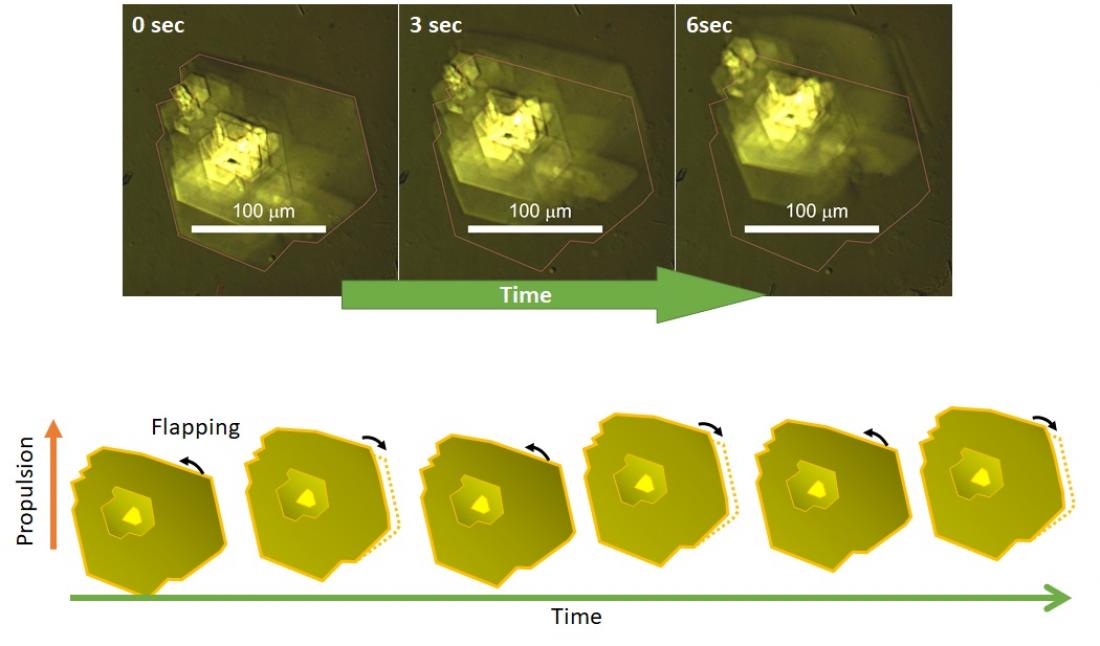 Mobile molecular robots swim in water