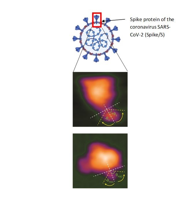 First point of attack: Understanding the entry mechanism of SARS-CoV-2 into human cells