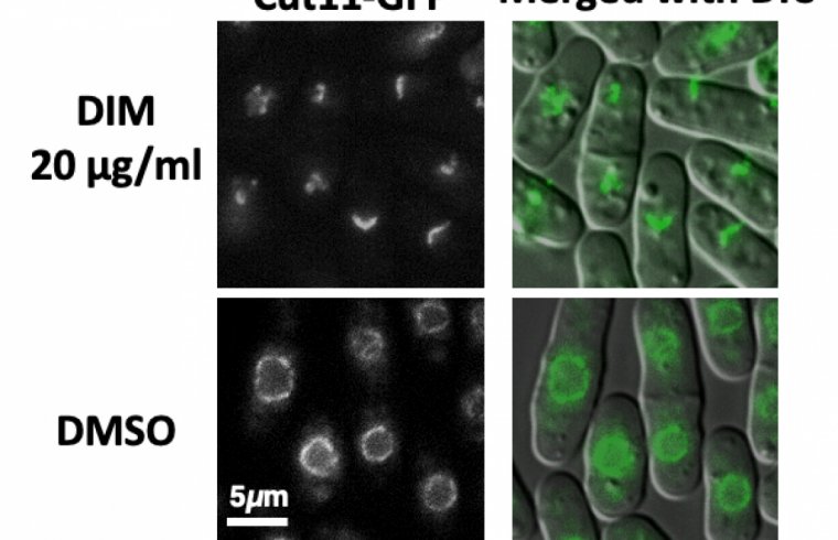 DIM damages nuclear membrane in fission yeast