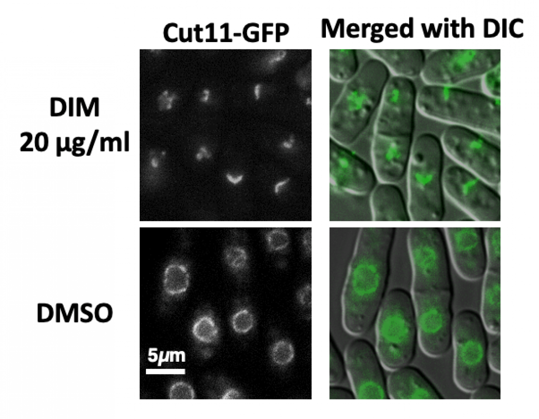 Broccoli compound induces cell death in yeast, offers research path for cancer treatment